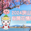 2024狭山池桜開花情報