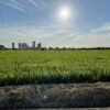 5東野にある「のどかな絶景スポット」をご紹介します (7)