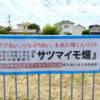 【コミュニティ・スクール】小学生・幼稚園児による「サツマイモ苗の植付け作業」が行われました-(2)